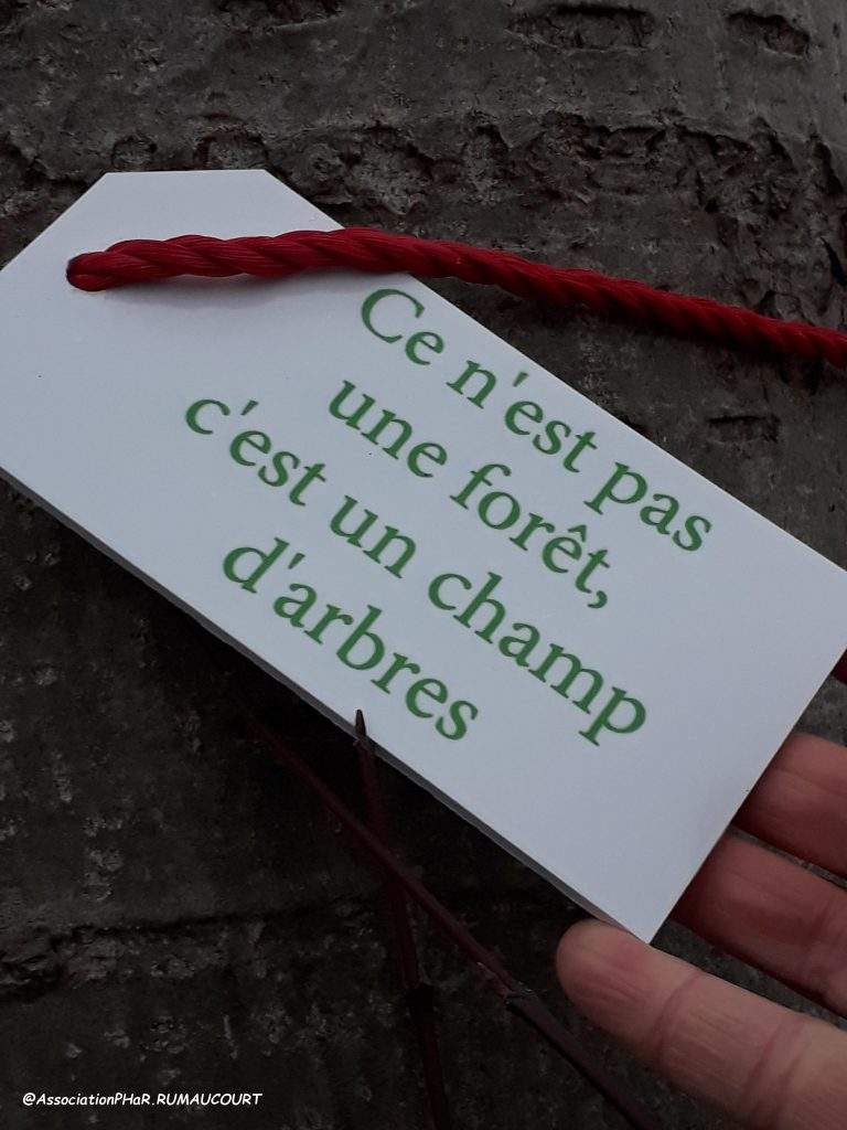 Marais de Rumaucourt - 2022 - Comment voyez-vous le peuplier ? Résidence d'articte CLEA - CC Osartis-Marquion