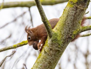 Ecureuil au marais de Rumaucourt - photo Françoise ANGRAND - 05 02 2026  - randonnée LPO HDF -Pas de Calais " au marais de Rumaucourt